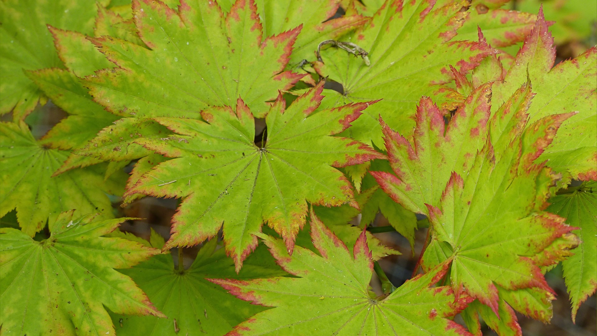 Nature at "Sculpture by the Lakes"