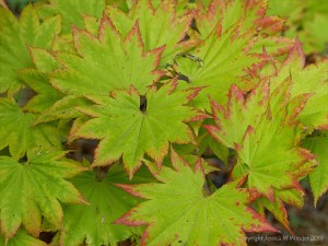 Nature at "Sculpture by the Lakes"