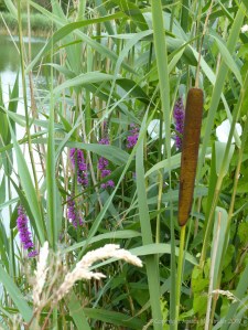 Waterside bullrush and other flowers