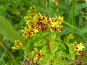 Wild yellow flowers with red fruits