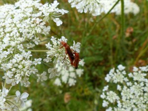 Wild plants seen on a walk around "Sculpture by the Lakes"