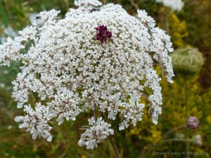 Wild plants seen on a walk around "Sculpture by the Lakes"