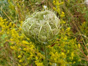 Wild plants seen on a walk around "Sculpture by the Lakes"