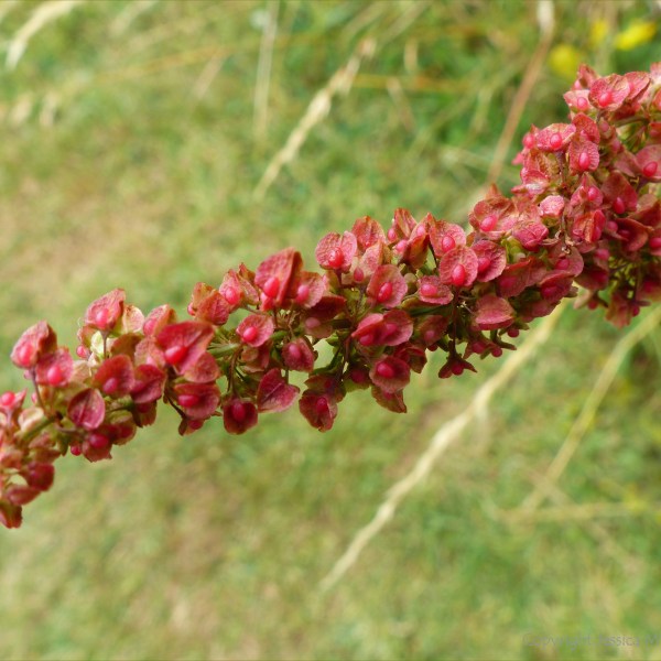 Wild plants seen on a walk around "Sculpture by the Lakes"
