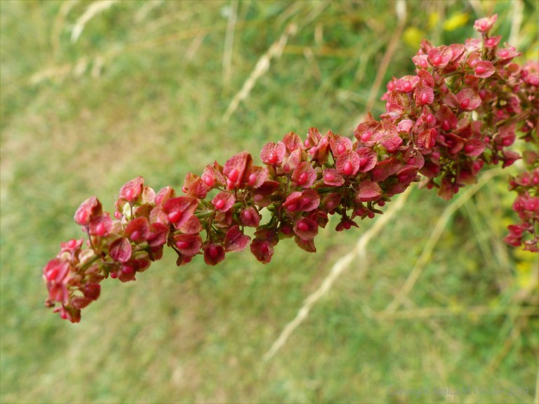 Wild plants seen on a walk around "Sculpture by the Lakes"