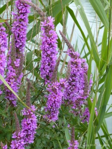 Wild purple waterside flowers