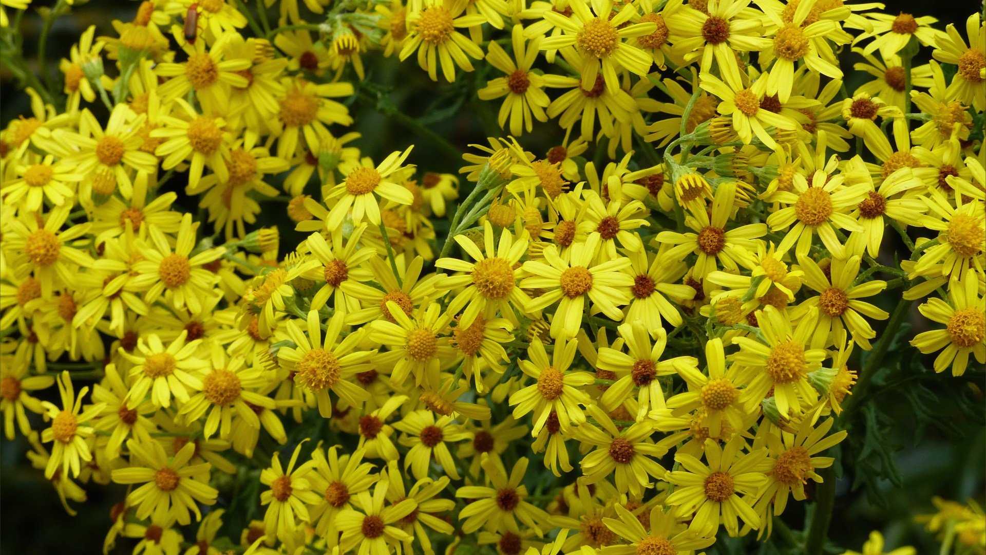 Wild yellow flowers