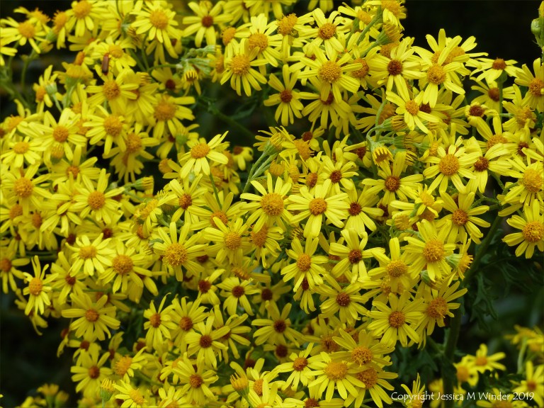 Wild yellow flowers