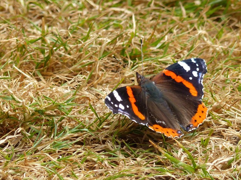 Red Admiral butterfly