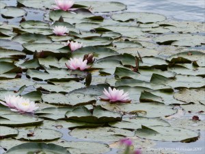 Pink water lilies
