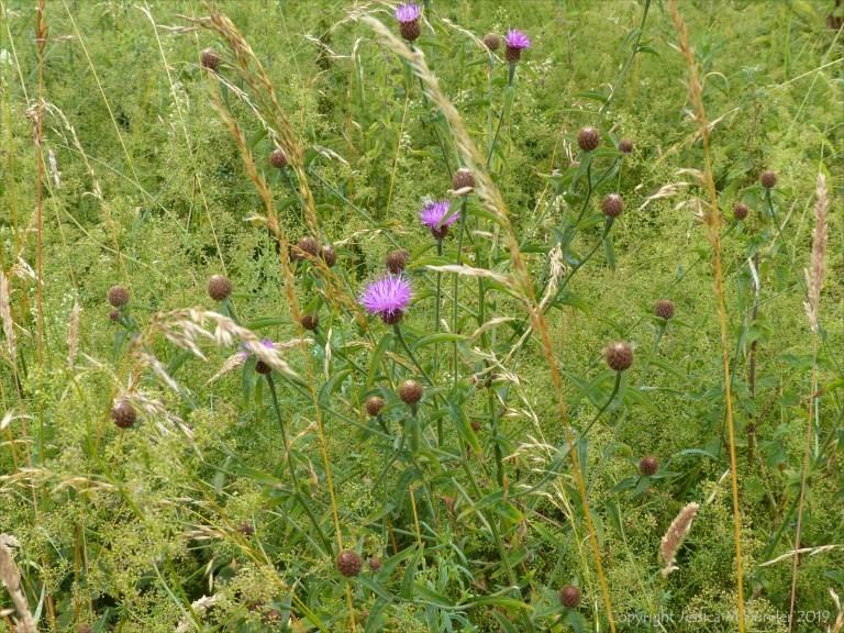 Natural lakeside vegetation