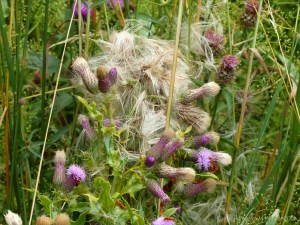 Thistle seeds