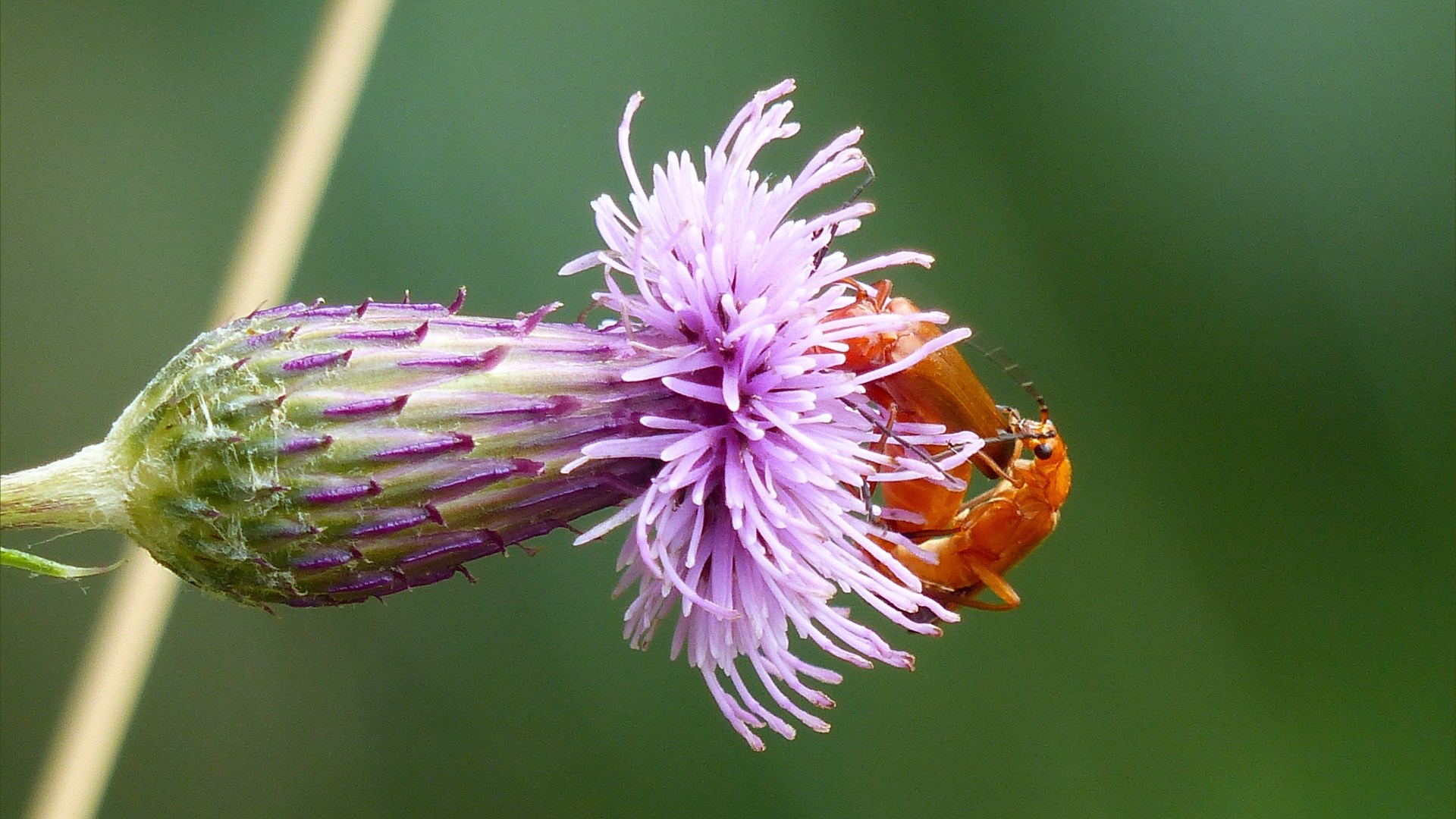 Cardinal beetles on thistle