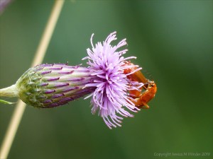 Cardinal beetles on thistle