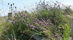 Plants sown by The National Trust for insects and birds on The Vile at Rhossil in Gower