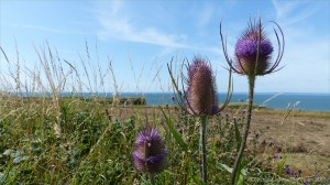 Plants sown by The National Trust for insects and birds on The Vile at Rhossil in Gower