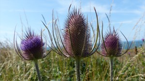 Plants sown by The National Trust for insects and birds on The Vile at Rhossil in Gower