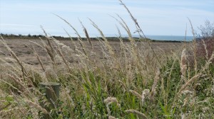 Plants sown by The National Trust for insects and birds on The Vile at Rhossil in Gower
