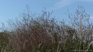 Plants sown by The National Trust for insects and birds on The Vile at Rhossil in Gower