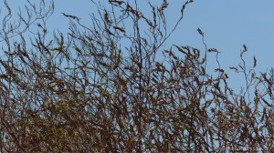 Plants sown by The National Trust for insects and birds on The Vile at Rhossil in Gower