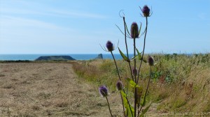 Plants sown by The National Trust for insects and birds on The Vile at Rhossil in Gower