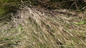 Plants sown by The National Trust for insects and birds on The Vile at Rhossil in Gower