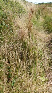 Plants sown by The National Trust for insects and birds on The Vile at Rhossil in Gower