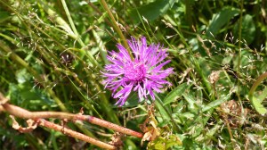 Plants sown by The National Trust for insects and birds on The Vile at Rhossil in Gower