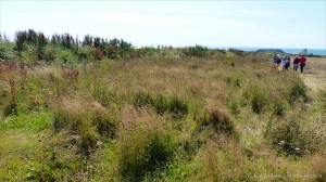 Plants sown by The National Trust for insects and birds on The Vile at Rhossil in Gower