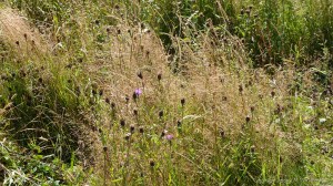 Plants sown by The National Trust for insects and birds on The Vile at Rhossil in Gower