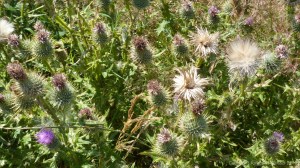 Plants sown by The National Trust for insects and birds on The Vile at Rhossil in Gower