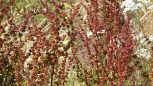 Plants sown by The National Trust for insects and birds on The Vile at Rhossil in Gower