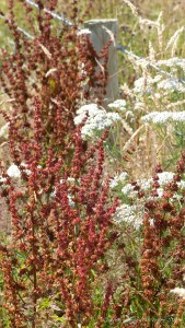 Plants sown by The National Trust for insects and birds on The Vile at Rhossil in Gower