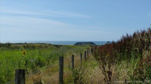 Plants sown by The National Trust for insects and birds on The Vile at Rhossil in Gower