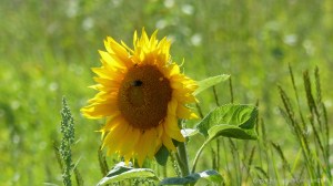 Plants sown by The National Trust for insects and birds on The Vile at Rhossil in Gower