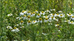 Plants sown by The National Trust for insects and birds on The Vile at Rhossil in Gower