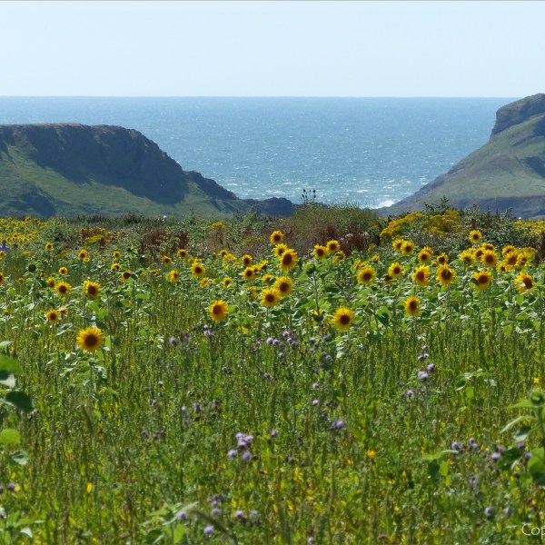 Plants sown by The National Trust for insects and birds on The Vile at Rhossil in Gower