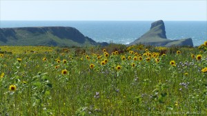 Plants sown by The National Trust for insects and birds on The Vile at Rhossil in Gower