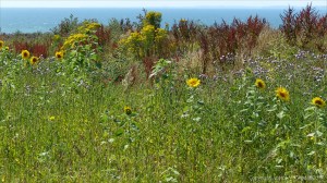 Plants sown by The National Trust for insects and birds on The Vile at Rhossil in Gower