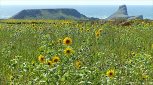 Plants sown by The National Trust for insects and birds on The Vile at Rhossil in Gower