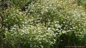 Plants sown by The National Trust for insects and birds on The Vile at Rhossil in Gower