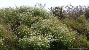 Plants sown by The National Trust for insects and birds on The Vile at Rhossil in Gower