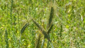 Plants sown by The National Trust for insects and birds on The Vile at Rhossil in Gower