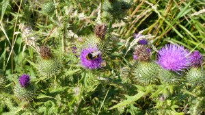 Plants sown by The National Trust for insects and birds on The Vile at Rhossil in Gower