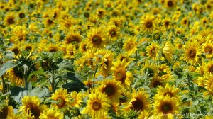 Sunflowers on The Vile at Rhossili on the Gower Peninsula