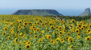 Sunflowers on The Vile at Rhossili on the Gower Peninsula