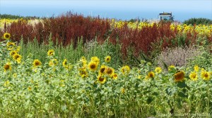 Sunflowers on The Vile at Rhossili on the Gower Peninsula