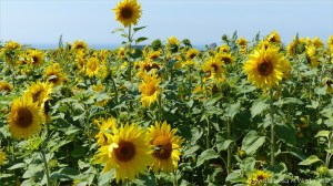 Sunflowers on The Vile at Rhossili on the Gower Peninsula