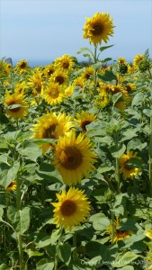 Sunflowers on The Vile at Rhossili on the Gower Peninsula