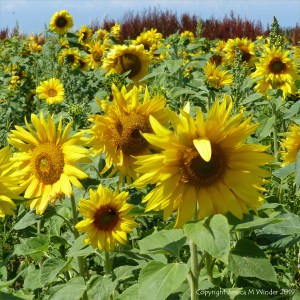 Sunflowers on The Vile at Rhossili on the Gower Peninsula